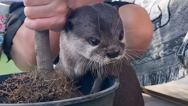 「ガーデニングはまかせて！」 得意げに参加する可愛いカワウソさん