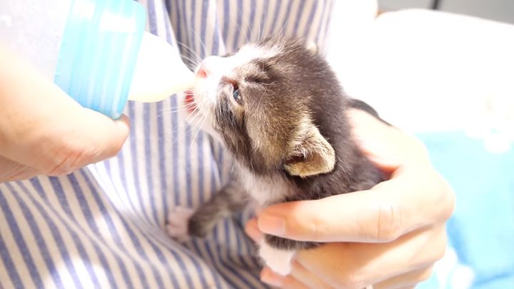 ミルクを飲む子猫