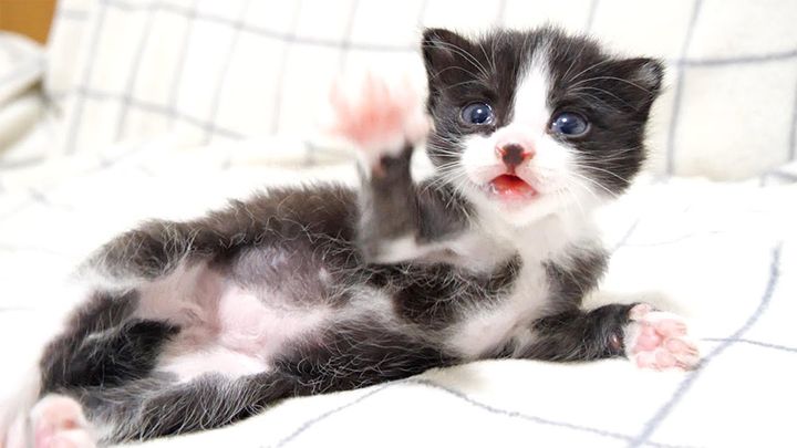 ミルクが待ちきれない子猫