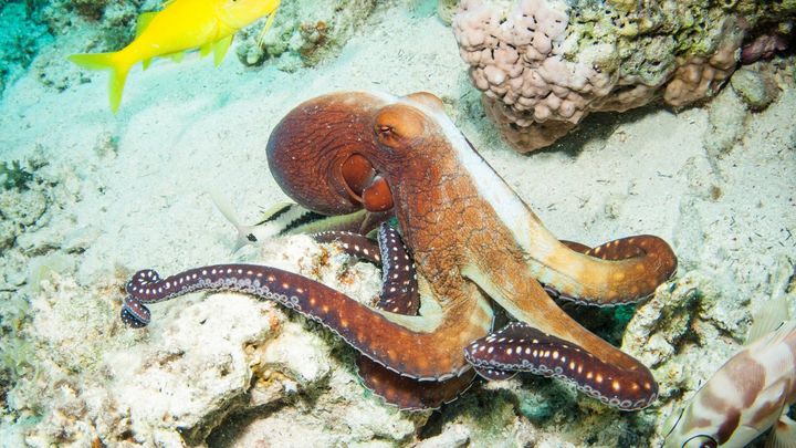 裂けた腕が“第9の意志”に変わる瞬間