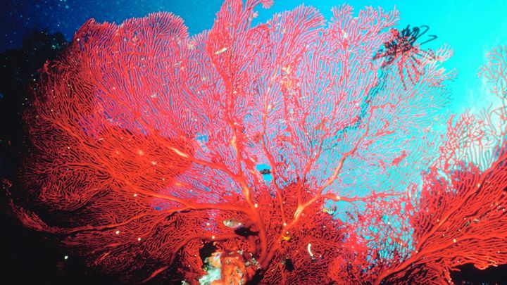 「皮肉な利点」に甘えてはならない