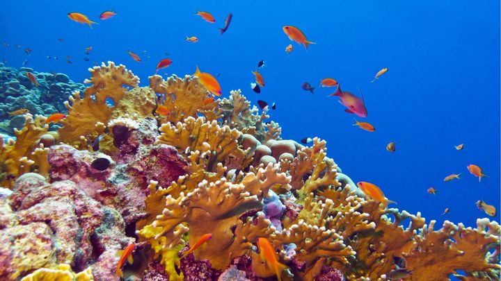 サンゴ礁消滅で海はどう変わる？