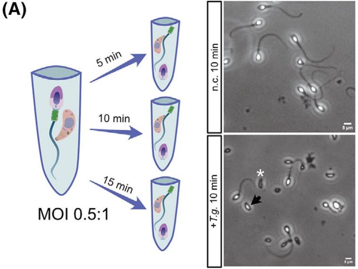見落とされていた感染リスク