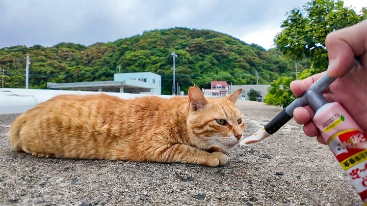 ちゅーるを食べない猫