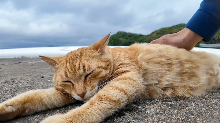 ナデナデ好きの猫