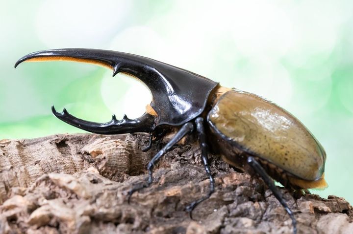 3位の「ヘラクレスオオカブト」（PIXTA提供）