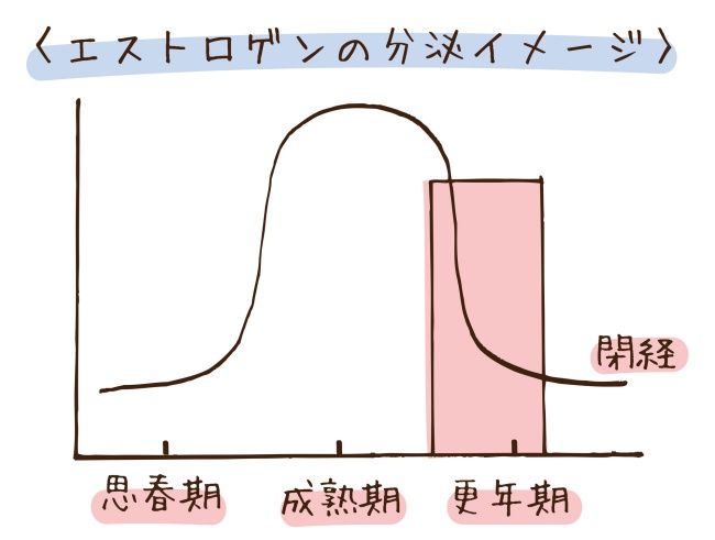 エストロゲン分泌のイメージ