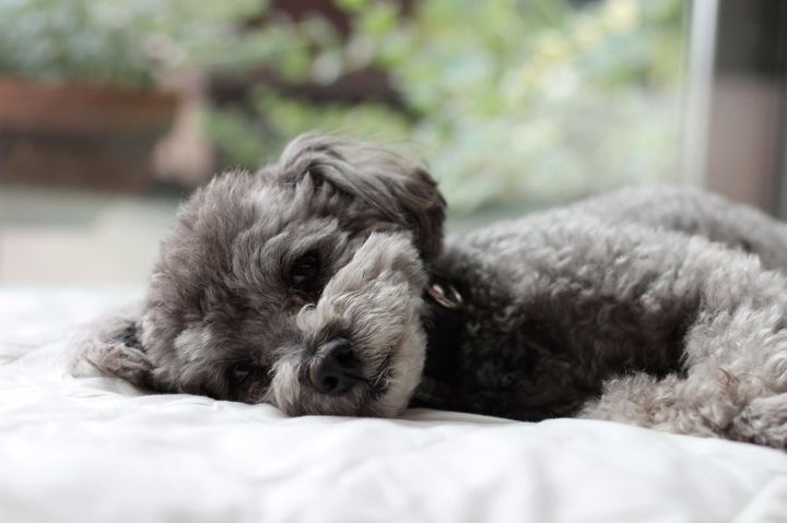 死期が近づいた犬が伝えようとすることとは… ※画像はイメージ
