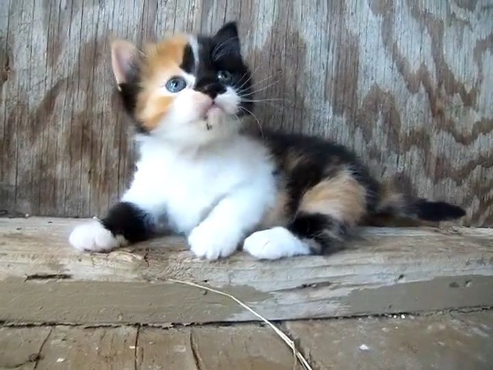 なんだこのかわいさは……