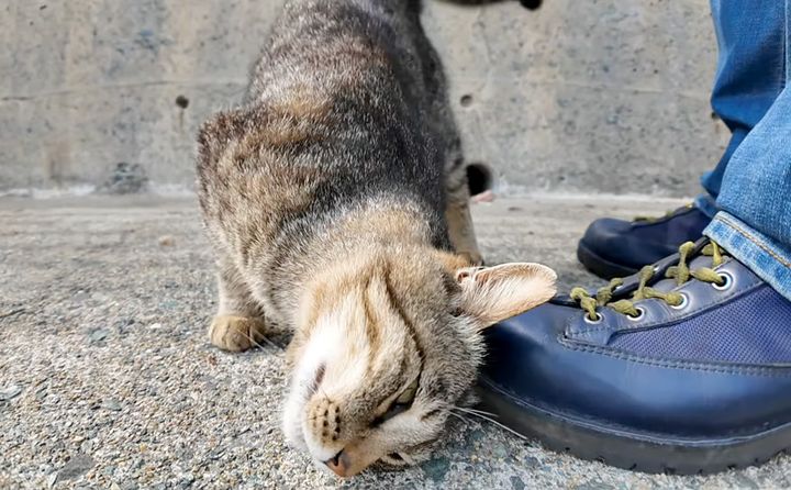 スリスリする猫