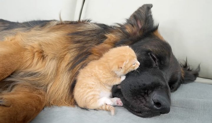 犬に寄り添う子猫