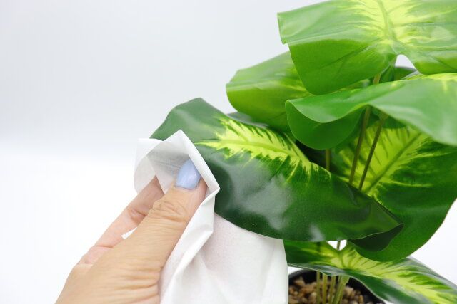 ダイソー グリーンポットアソート 掃除