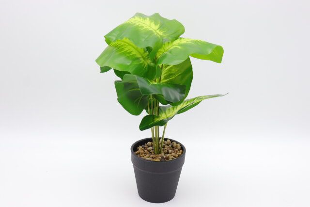 ダイソー グリーンポットアソート