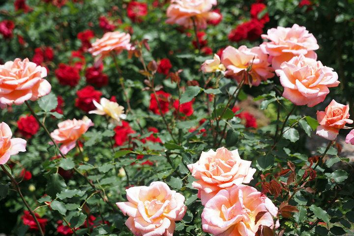 世界でひとつのアクセサリー作り体験や名物カレーランチも♪ 初夏の「箱根強羅公園」でゆったり花さんぽ