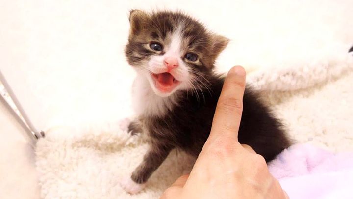 全力でピンチを伝える子猫