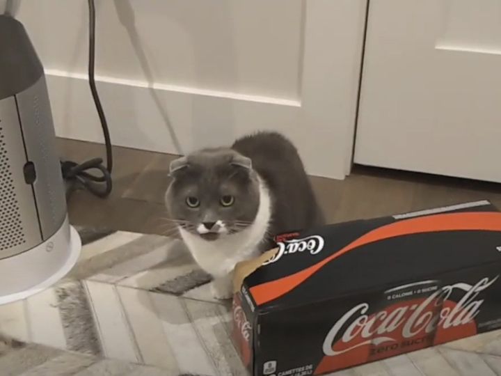 猫さんの奮闘に注目！