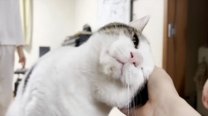 撫でられる猫