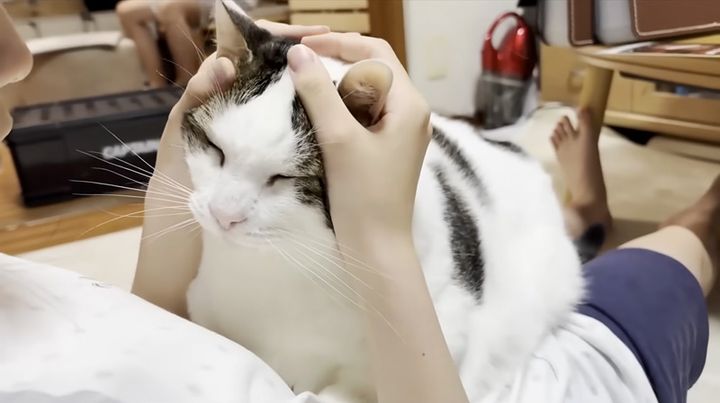 撫でられる猫