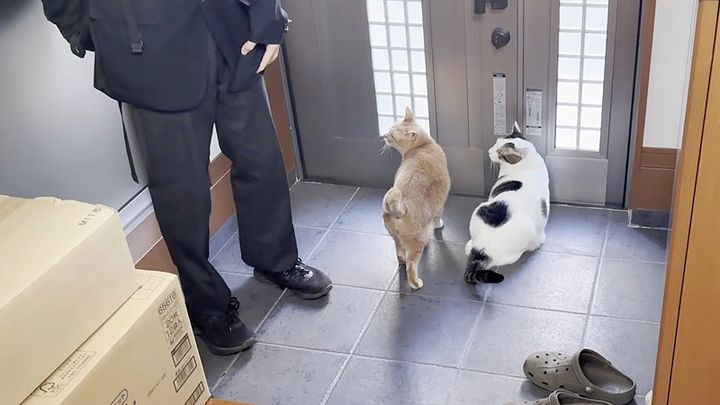 外に出たい猫達