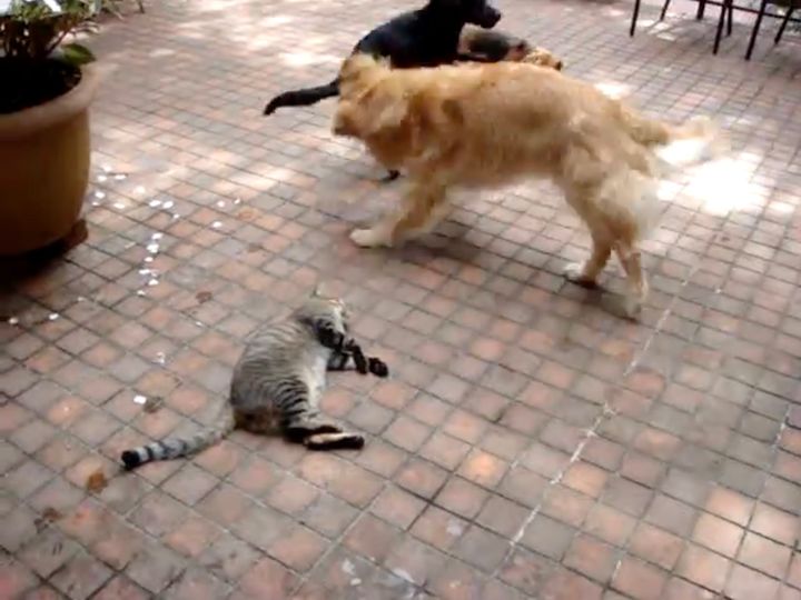 駆け回る犬を横目に動じない猫、動じないままにやっぱり踏まれる