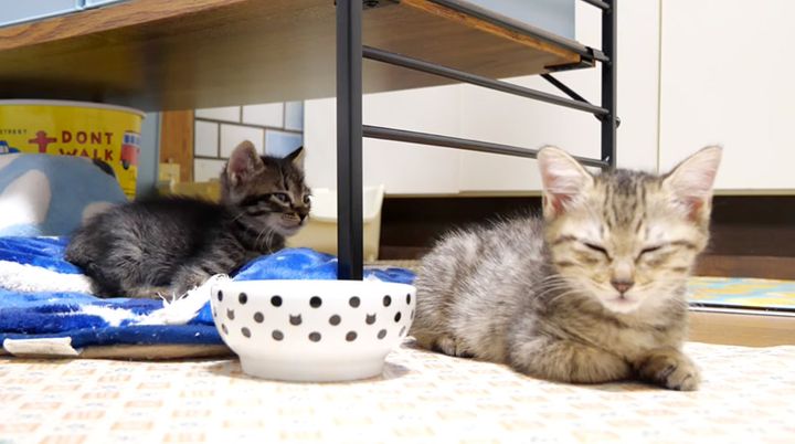 ウトウトする子猫達