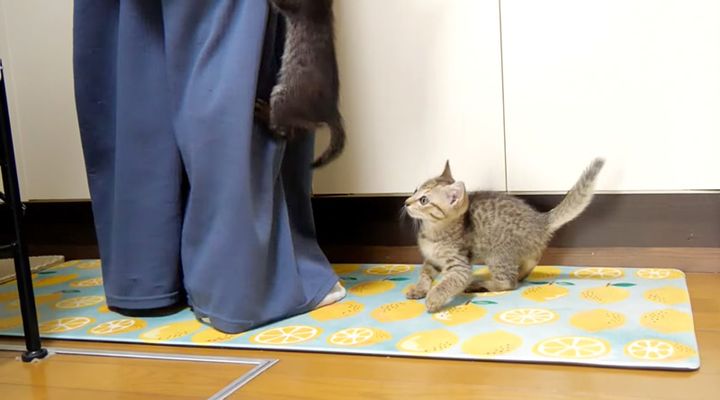 ジャンプする子猫達