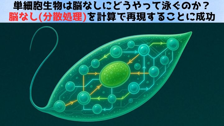 単細胞生物は脳なしにどうやって上手く泳いでいるのか？