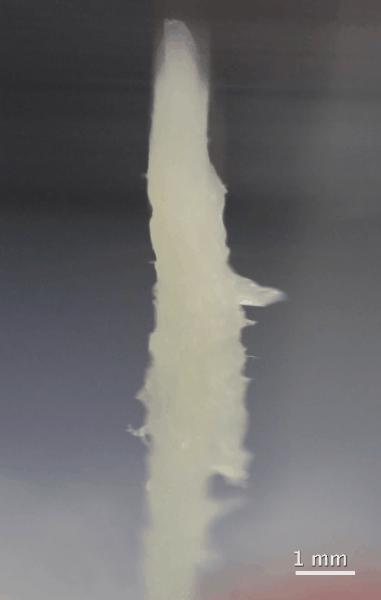 “ワームタワー伝説”を検証せよ