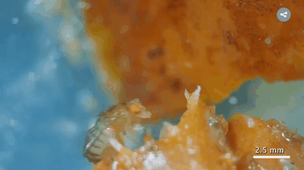 線虫が“合体ロボ”になる瞬間を野外カメラが捉えた