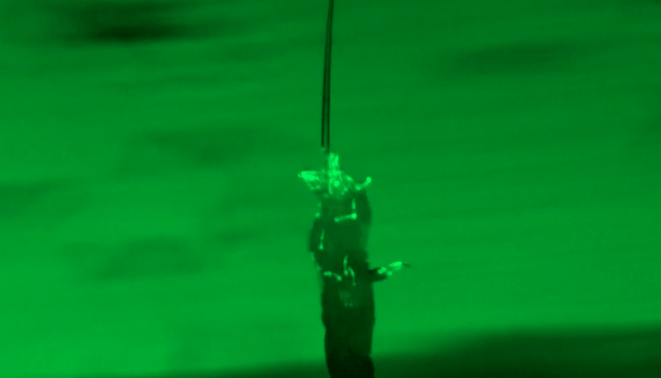 【閲覧注意】複数の虫が一つの超生物のように振る舞う様子を野外で観察