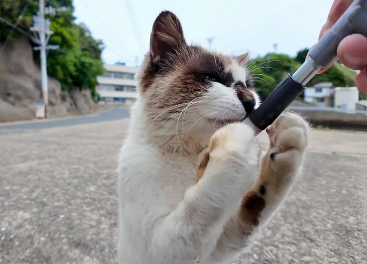 ちゅ〜るが止まらなくなったタヌキ猫