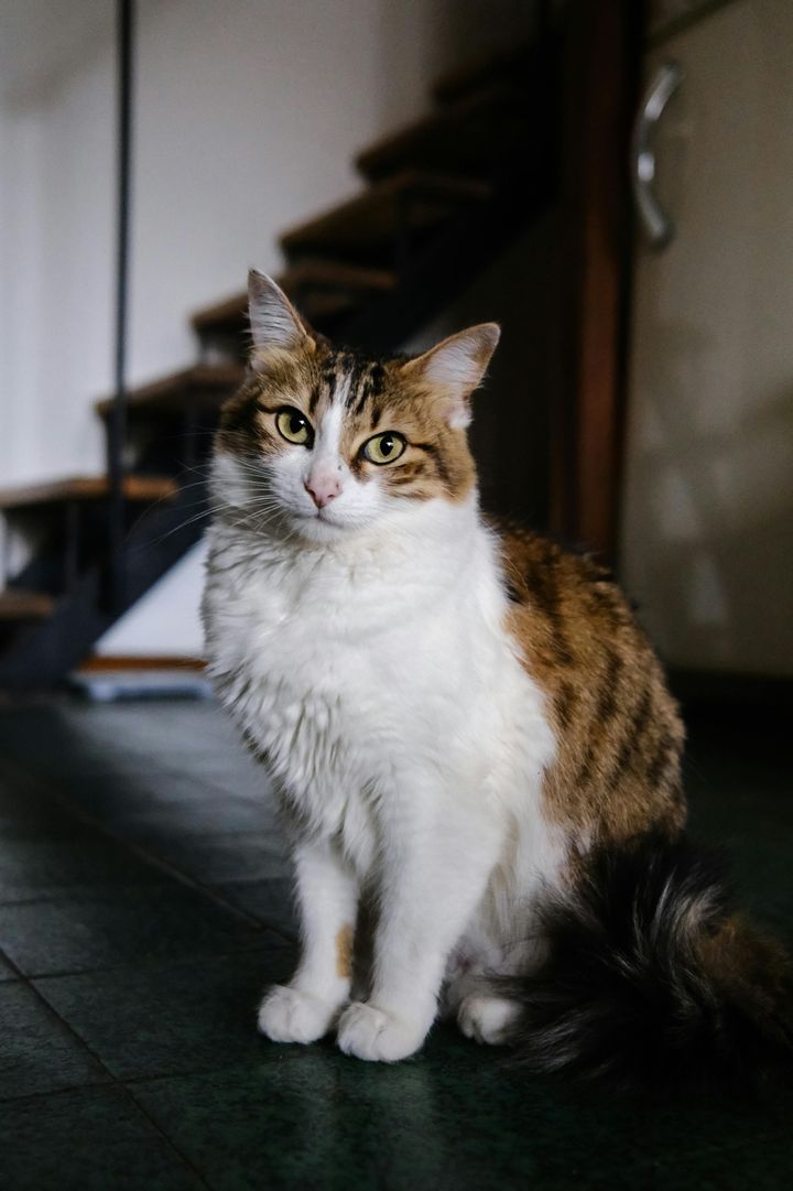 本日の美人猫vol.631