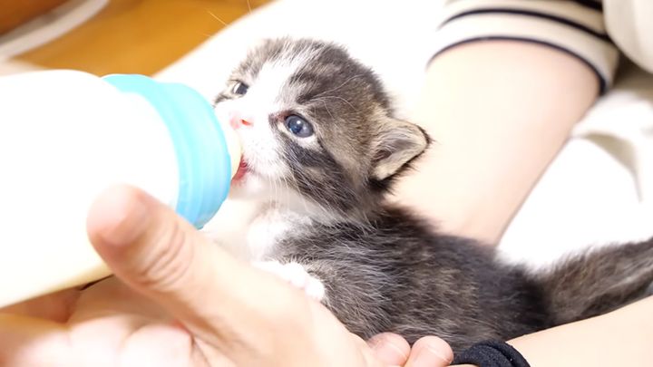 ミルクを飲む子猫