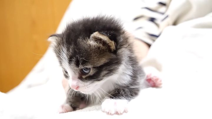 ウトウトする子猫