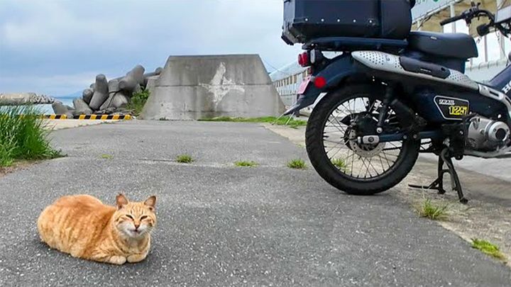バイクのそばで待ち伏せしていた猫