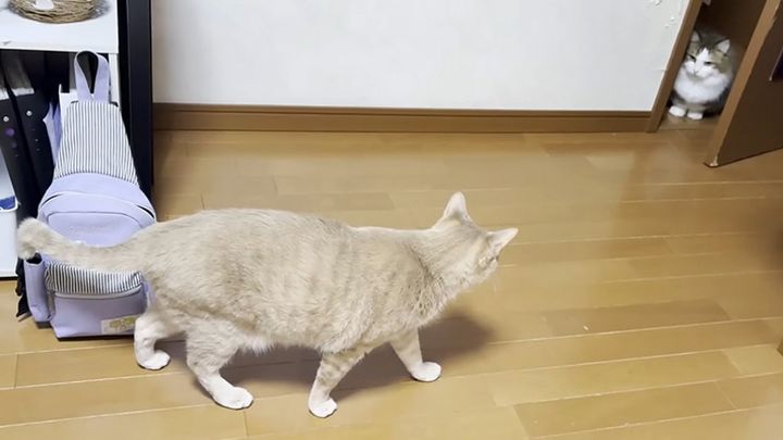猫を狙う猫