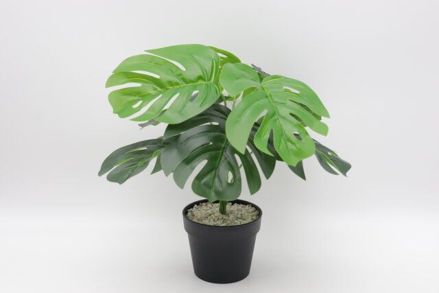 グリーンポット