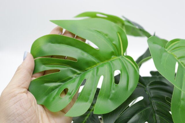グリーンポット 葉