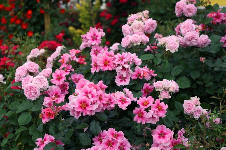 バラと草花のピンクのコンビ