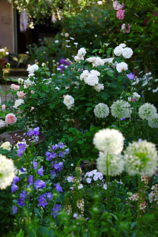 白バラと宿根草