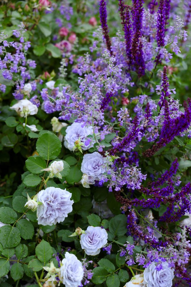 バラと草花のブルーのコンビ