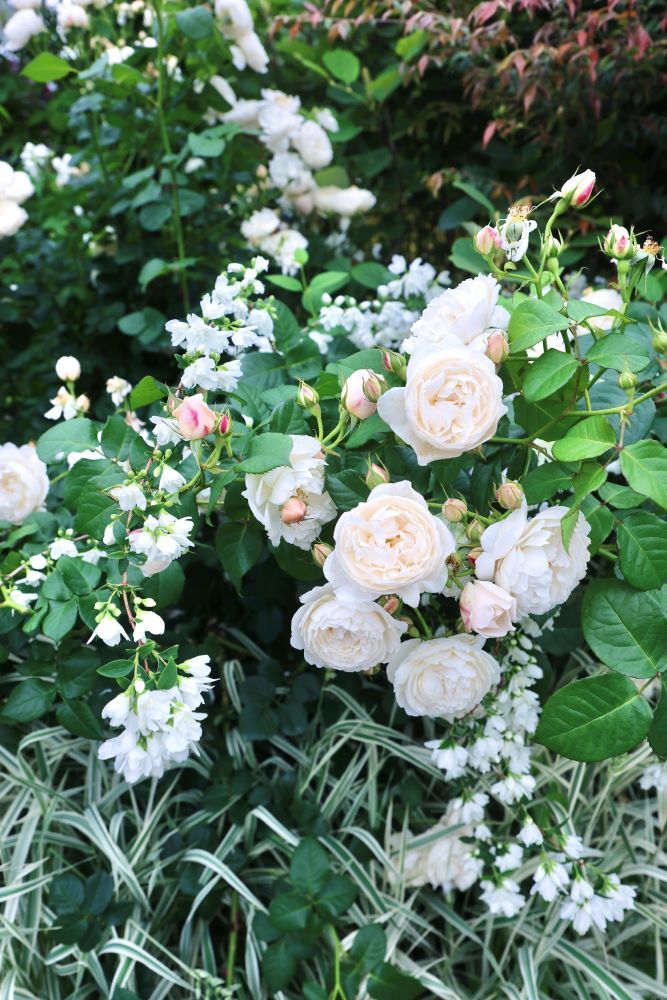 バラと草花の純白コンビ