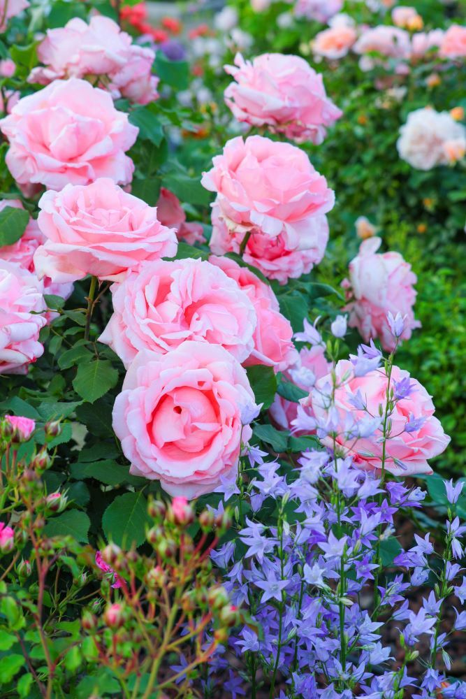 バラとカンパニュラ