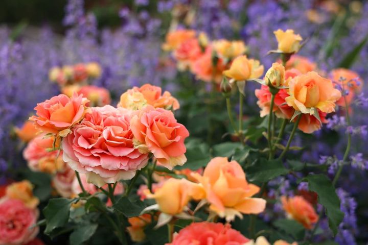 バラ‘ブラスバンド’