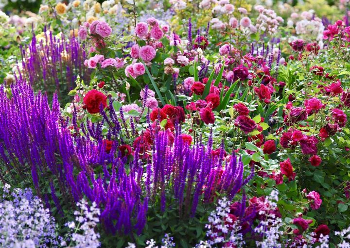 バラと草花のコラボ