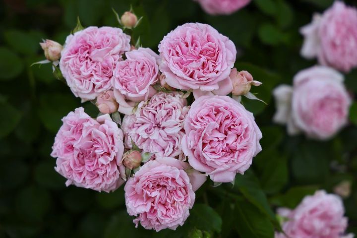 バラ‘メアリーレノックス’