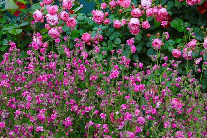 バラと草花のピンクのコンビ