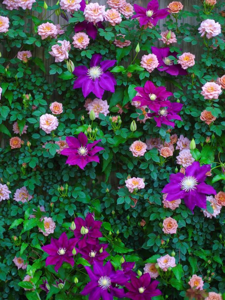 バラとクレマチス