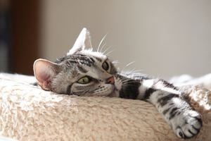 「かわいい猫の種類」ランキング1位は？