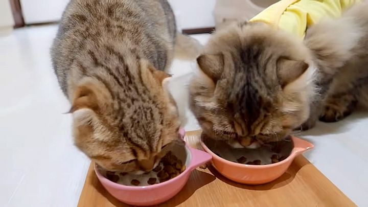 カリカリを食べる猫達